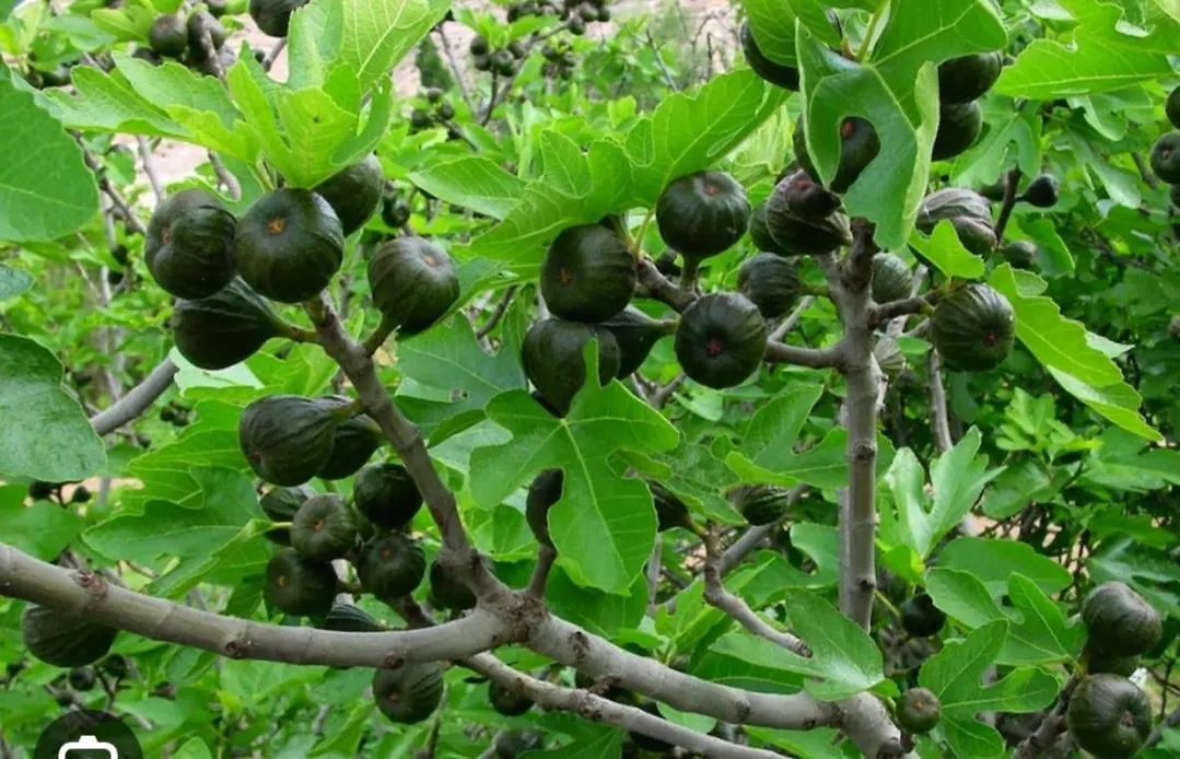 فيلا Cortijo El Llano المرية