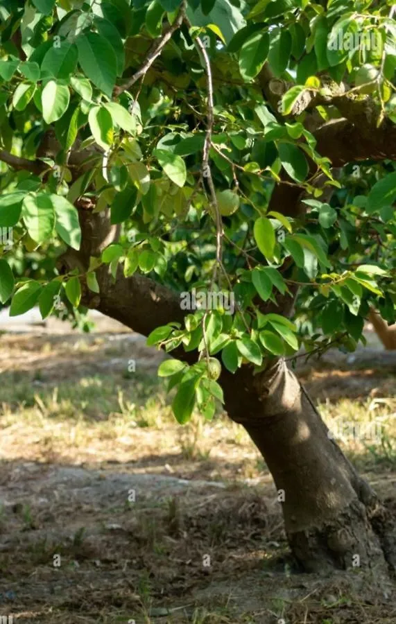 فيلا Cortijo El Llano المرية 0*,  إسبانيا
